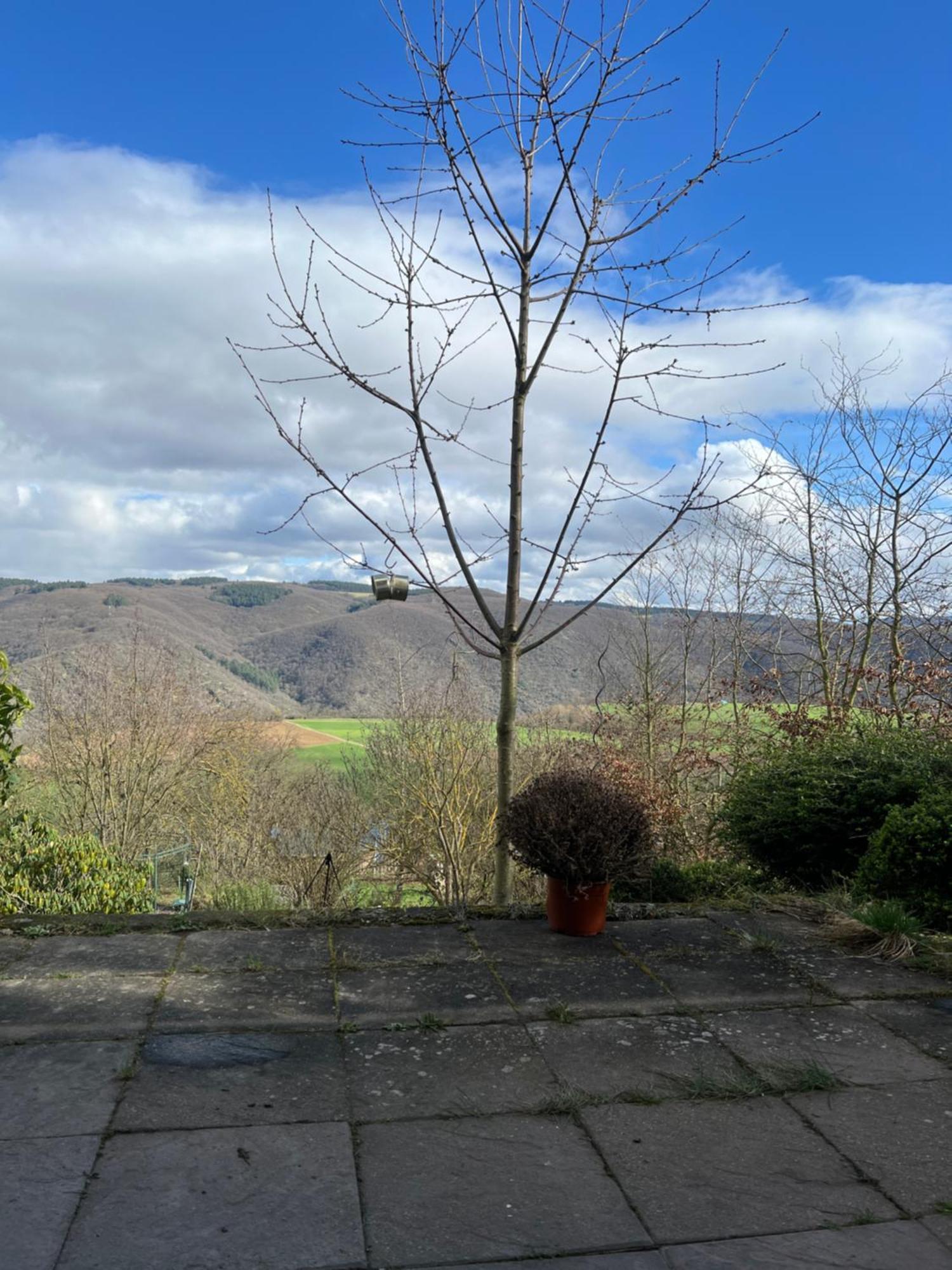 Ferienwohnung Pfalzblick Bacharach Exteriör bild